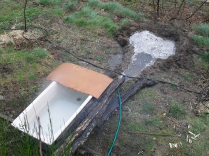 Fleurs, bain et jardinet 016