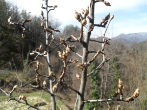 Fleurs, bain et jardinet 007