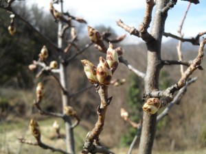 Fleurs, bain et jardinet 008