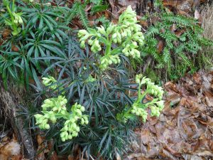 Fleurs, bain et jardinet 020