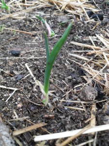 Fleurs, bain et jardinet 033