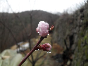 Fleurs, bain et jardinet 029