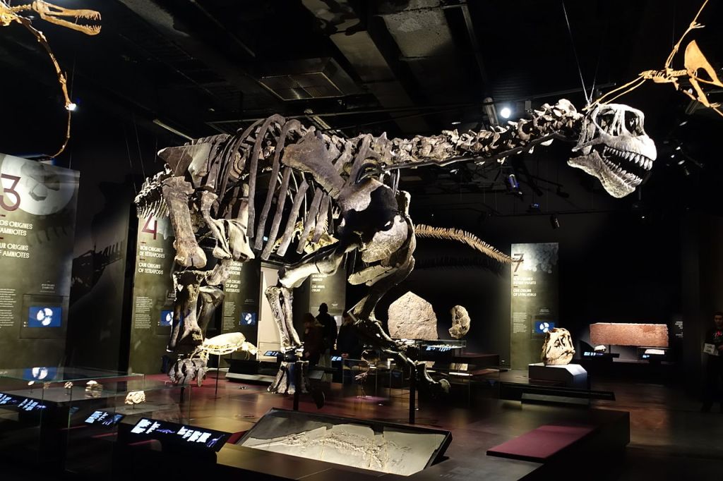 Camarasaurus, photo Wikipedia